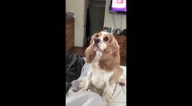 Dog catching treat in slow motion