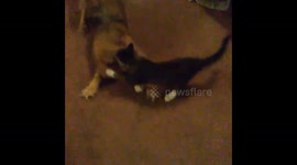 Cat vs. Dog
