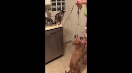 Doggie gets slapped by kitty