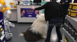 Dulux Dog