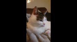Cat has its tongue stuck out