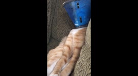 Cat hilariously licks cone