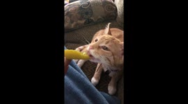 Crazy kitten likes pickles