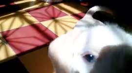 Linda y milo