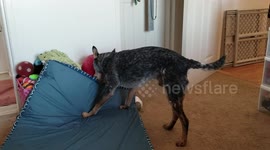 Adorable Australian Cattle Dog Plays with Favorite Toy - His Own Bed!