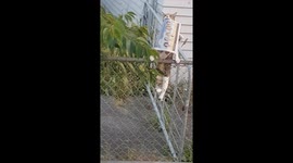 Cat burglar: pet kitty filmed stealing neighbour's newspaper