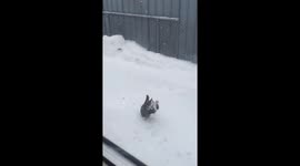 Cat catching snow makes the most of Canada's winter weather