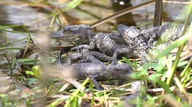Baby Alligators! How An Apex Predator Can Be So Cute