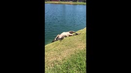 Oblivious dog rolls around until it lands head first in lake