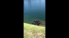 Dog running through water unexpectedly gets tackled by another dog