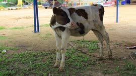 Cute calves at a Thai temple, their mother died just after berth, they survived and like to eat bananas and palm fruit.