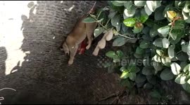 Forest officials rescue lion cub from deep well in West India
