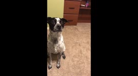 Jackson loves him some Macklemore! @dog_rates #dancingdog https://t.co/srlVq7M5SM