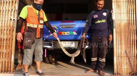 Driver finds 5ft long monitor lizard hiding under his car