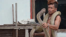Meet the Indonesian serpent charmer who lets poisonous king cobras bite him because he's IMMUNE to their venom