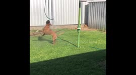 Dog vs sprinkler: boxer dog finds fun way to stay cool in Australian heatwave