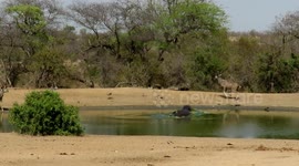 Territorial hippo suddenly burst through the water to chase away thirsty antelope
