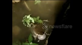 Frog makes loud