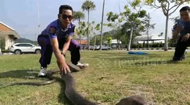 Fearless fireman shows how to catch a 16ft king cobra with bare hands