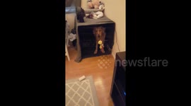 This woman has trained her dog with Harry Potter commands