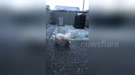 Dog freaks out over snow and falls over trying to catch it