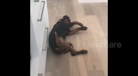 Puppy pretends to play in order to sneak up and steal sister's food