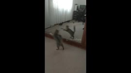 A cat playing and fighting with its mirror reflection