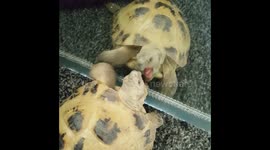 Least dramatic scene of the Ninja Turtles ever: Michelangelo vs Mirror