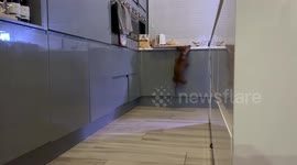 Crazy dachshund obsessed over roast chicken!