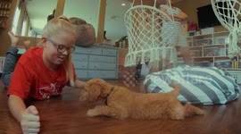 Goldendoodle puppy plays with young girls hair