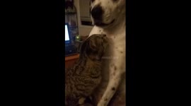Lex the Rescue Dog - tries to eat cat, tells me to MYOB