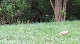 Black Bear Encounter (short version)