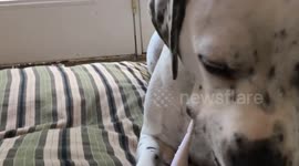 Lex the Rescue Dog - brushes her teeth