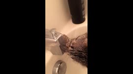 kitten trying to get water from bathtub faucet while hanging on