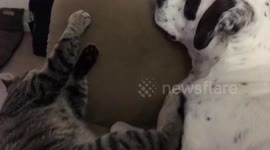 Kitten Suicide Attempt