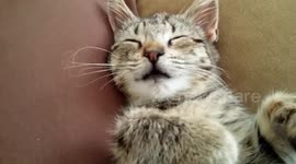 This kitten sleeping