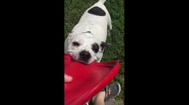 Lex the Rescue Dog - more slo-mo tug of war