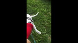 Lex the Rescue Dog - slow motion frisbee