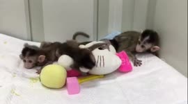China cloned five gene-edited monkeys for human disease research