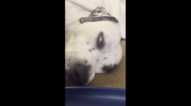 Lex the Rescue Dog - white devil eye