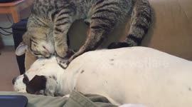 Lex the Rescue Dog - suicide kitten from above