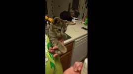 newly rescued kitty drinks milk from a bottle