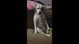 Lex the Rescue Dog - So Fat