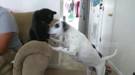 dog plays with cat woodpecker-style