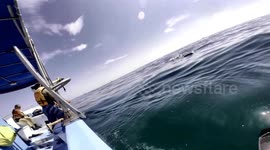 Whale shark makes a right turn- straight towards me!