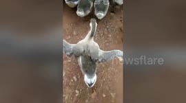 Sassy goose catwalks in a funny way after the rest of its gaggle