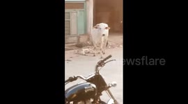 Agitated mother cow causes a ruckus after losing her calf
