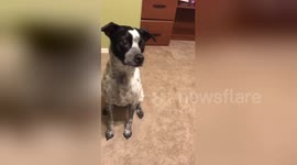 Adorable dog bops to the beat of his favourite Macklemore song