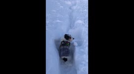 Not easy having short leg in deep snow