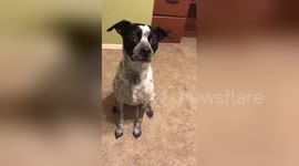 Adorable dog bops to the beat of his favourite Macklemore song